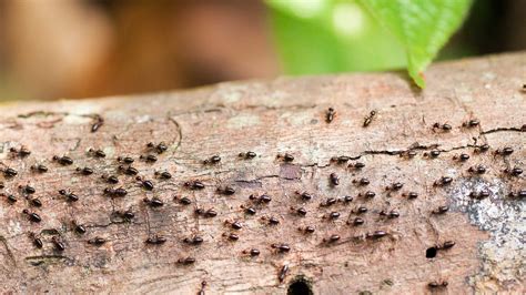 Best Way To Kill Termites