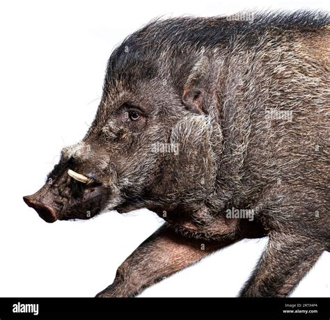 Razorback Boar Tusks