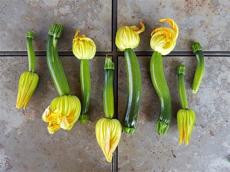How to Grow Zucchini (Summer Squash): Planting, Pests, Pollination & More ~ Homestead and Chill