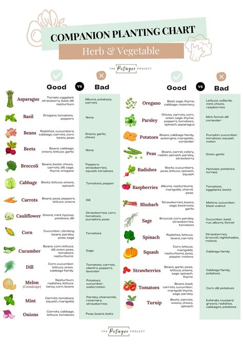 Vegetable Companion Planting Guide: Pairings for Success!