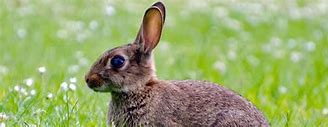 Image result for Bunny Names by Color