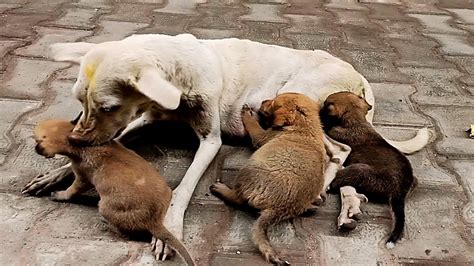 See related image detail. Newborn Puppies and Street Mother Dog waiting for Food - YouTube