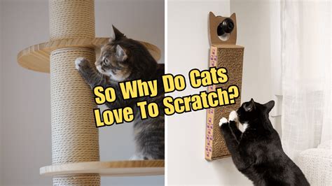 Image result for Scared Scratch Cat