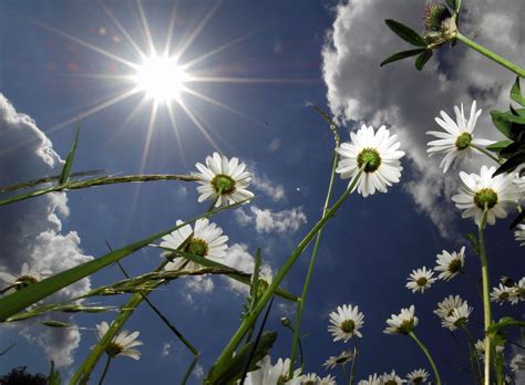 Plants In Direct Sun: What Plants Enjoy Full Sun | Gardening Know How