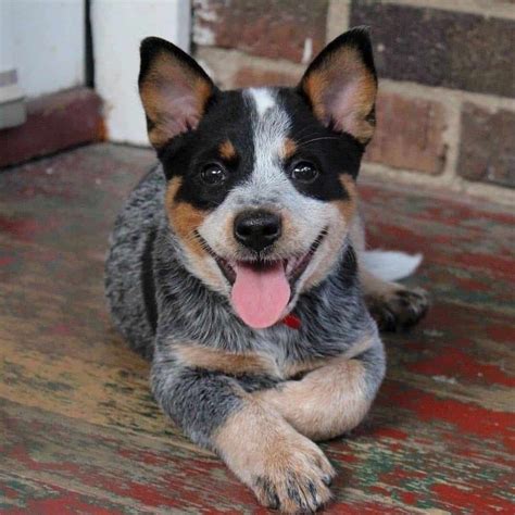 10 best australian cattle dog names – Artofit