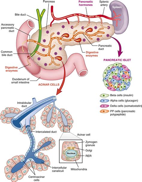 Development of the Endocrine and Exocrine Pancreas - Clinical Tree