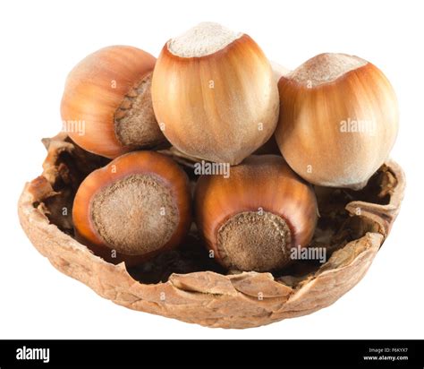 Image result for Hazelnut in Shell