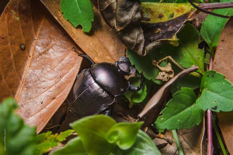 臺灣側裸蜣螂（踉蹌衍裸側蜣） | A.PAO garden_我看到的植物多樣性與昆蟲及其紀錄