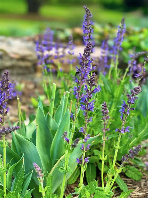 Deadheading May Night Salvia for Endless Summer Blooms - Bricks 'n ...