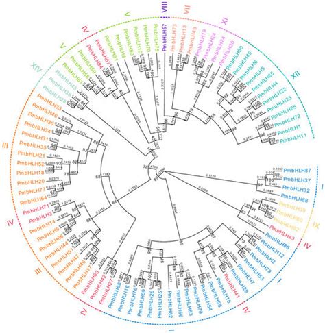 Identification and Characterization of the Basic Helix-Loop-Helix ...