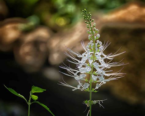 How to Grow and Care for Cat Whiskers Plant (Orthosiphon aristatus)