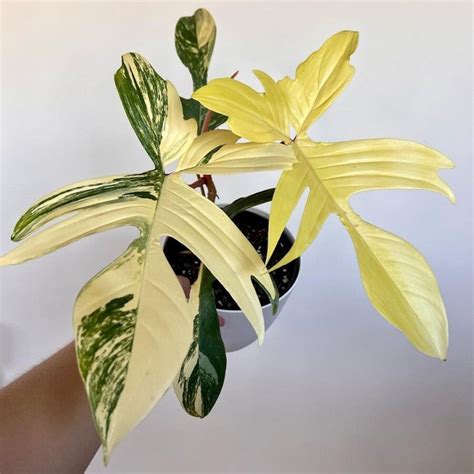 Rare Philodendron Florida Ghost Variegated Philo Florida - Etsy