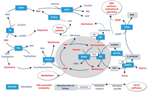 Image result for Purine Synthesis Folate