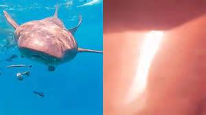 Shark swallows diver's camera in Maldives, offering terrifying glimpse ...