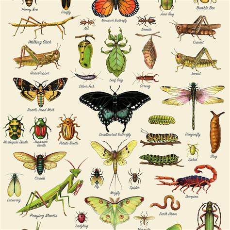Image result for Printable Insect Identification Chart