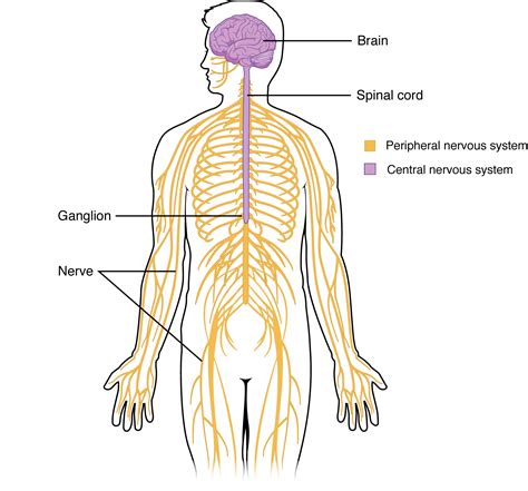 Central Nervous System Diagram Labeled Labeling The Nervous