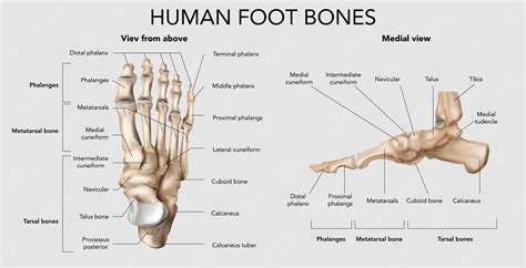 Left Foot Bone Diagram