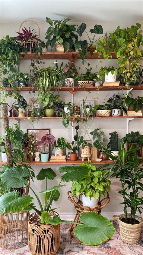 Hanging House Plants