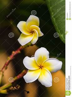 fiore frangipane plumeria o fiore frangipane sull albero di plumeria fiore frangipane plumeria o fiore frangipane sull albero di plumeria