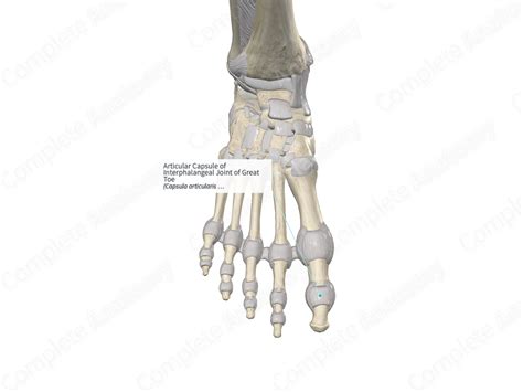 Articular Capsule of Interphalangeal Joint of Great Toe | Complete Anatomy