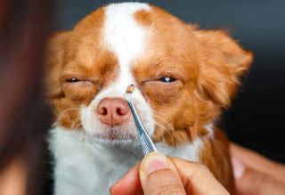 Pet Ticks: Is It Dangerous to Get Ticks If You Have Pets?