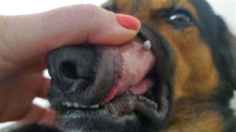 White Spots On Tongue Mouth And Throat In Dogs - Infoupdate.org