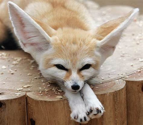 Fennec Fox Extinction 的图像结果