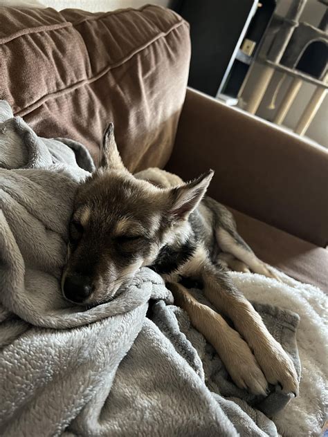 UPDATE: Porsche's Wisdom Panel results came in! : r/DoggyDNA