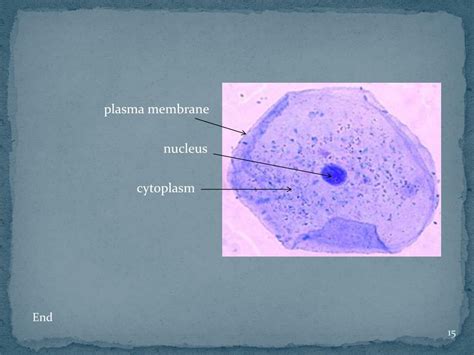 Image result for Cell Membrane Microscope Slides