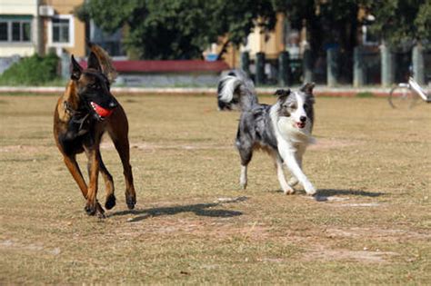 2023天津城市禁养犬种一览- 天津本地宝