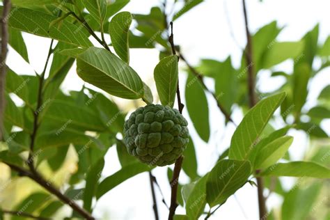 Premium Photo | Sitaphal seetaphal custard apple indian fruit