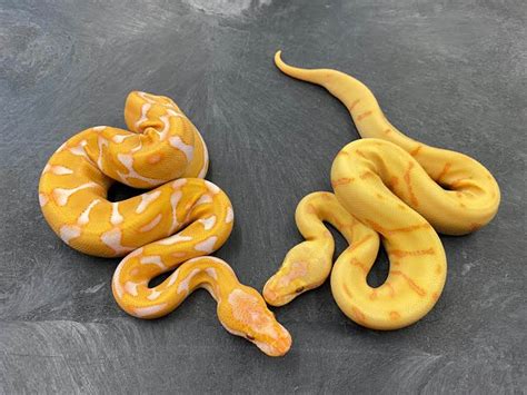 Image result for Lavender Spider Ball Python