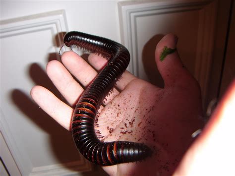 NW England Giant African Millipede - With Everything! £30 - Reptile Forums