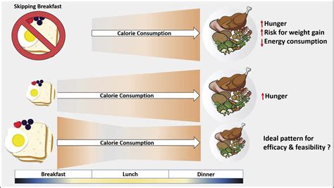 Breakfast keeps hunger in check: Cell Metabolism