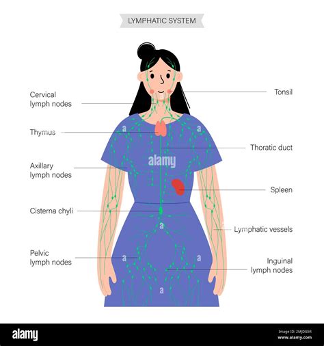 Lymphatic system, illustration Stock Photo - Alamy