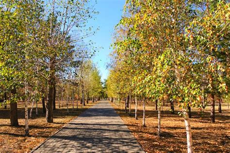 Public autumn park with yellowed foliage trees | Premium Photo