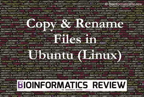 Image result for How to Copy File to the Same Path in Linux