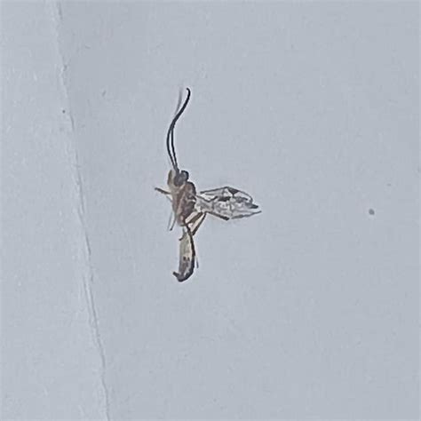 Image result for Bug Kitchen