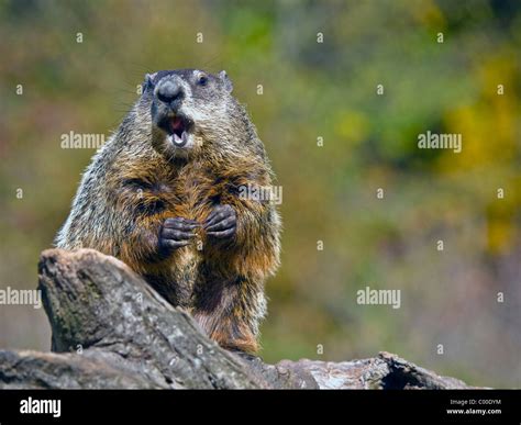 Close up of a woodchuck eating a peanut. The groundhog (Marmota monax ...