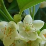 Cleyera japonica