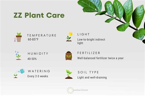 The Best ZZ Plant Care Tips + How To Solve Its Common Issues
