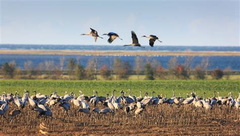 Crane Watching in Mecklenburg-Vorpommern