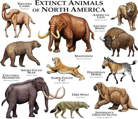 Unveiling North America’s Enchanting Native Animal Kingdom: A Journey Through Wild Beauty