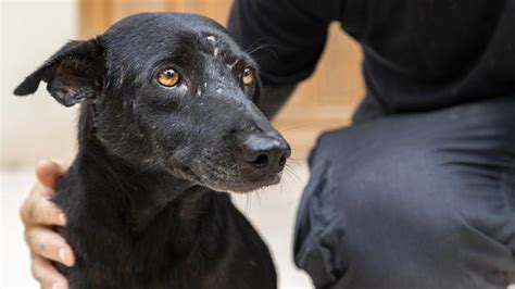Rescue Dogs Lucy and Her Friends - FOUR PAWS International - Animal ...