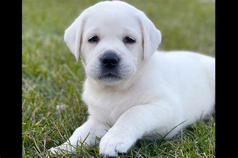 Labrador Dog Photos White at Pamela Allis blog