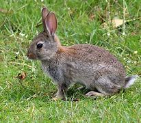 Image result for Food for Wild Rabbits