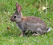 Image result for Baby Rabbits Cotten Tails