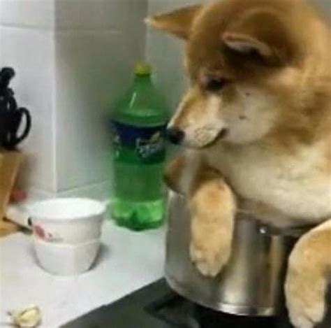 把狗放锅里准备炖了，加水葱姜蒜，狗狗放声大哭 - 每日头条