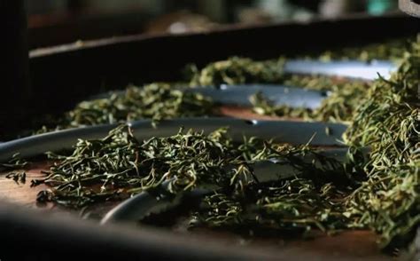 中高级制茶师丨在茶马古道的源头——普洱市，探究大叶种云茶的制作奥义～_腾讯新闻