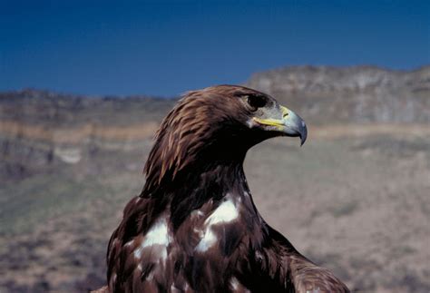 World Center for Birds of Prey , idaho, United States Of America - Top ...